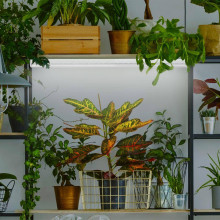 Лампа светодиодная для растений ЭРА G13 9W 1200K прозрачная Fito-9W-Ra90-Т8-G13-NL Б0042988